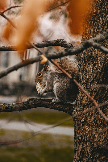 Animals, Squirrel, Cookies, Wood, Tree, Branches, Wildlife, Beast HD phone wallpaper