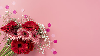 ღ, Flowers, Gerbera, Pink, Bouquet HD wallpaper