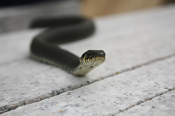 Animals, Snake, Head, Crawl, Poisonous HD wallpaper
