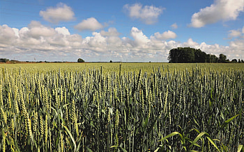 Grain, clouds, Latvia, field HD wallpaper