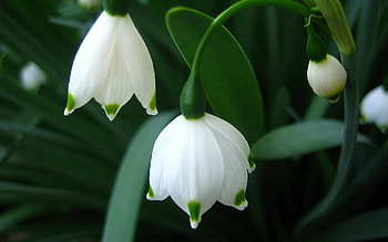 Flower, Macro HD wallpaper