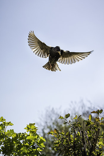 Animals, Sky, Bird, Flight, Starling HD phone wallpaper