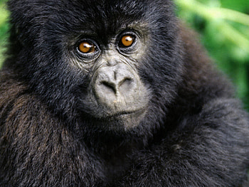 Animals, Young, Gorilla, Kid, Tot, Joey, Hairy HD wallpaper