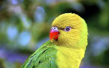 Animals, Parrots, Bird, Beak, Color HD wallpaper