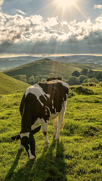 Cow-themed backgrounds, Various ry, Cow appreciation, Creative HD phone wallpaper