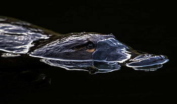 Platypus, Iconic Australian animal, Puzzle of adaptation, Time's up HD wallpaper