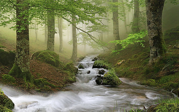 Forest Stream, mist, rocks, forest, stream, moss HD wallpaper