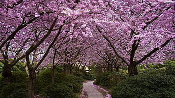 Path in spring, plants, cherry, blossoms, trees, park HD wallpaper