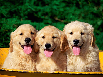 Animals, Dogs, Muzzle, Puppy, Language, Tongue HD wallpaper