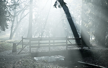 Nature, Forest, Fog, Bridge, Haze HD wallpaper