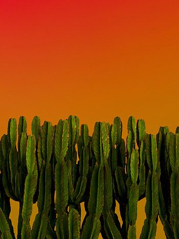 Plants, Cactuses, Miscellanea, Miscellaneous HD phone wallpaper