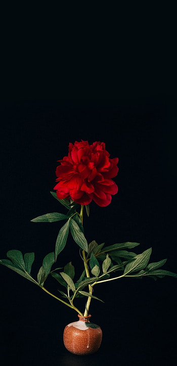Nature, hybrid_tea_rose, petal HD phone wallpaper