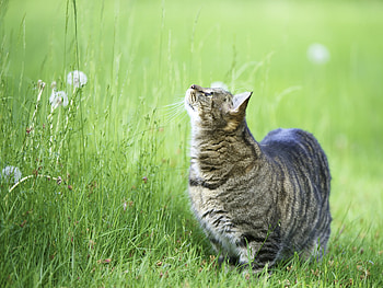 Animals, Grass, Cat, Stroll, Thick, Fat, Watch, To Watch, Curiosity HD wallpaper
