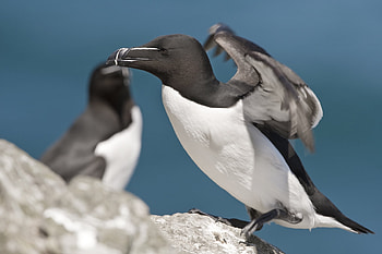 Beak, Animals, Bird, Wave, Sweep, Exotic Bird HD wallpaper