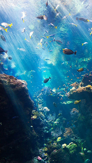 Colorful coral reef, Underwater paradise, Marine biodiversity, Natural wonder HD phone wallpaper