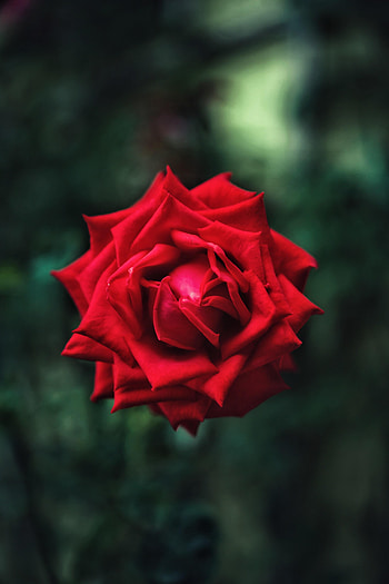 Flowers, Flower, Macro, Rose Flower, Rose, Petals HD phone wallpaper