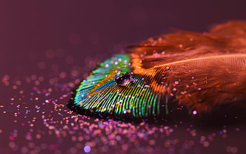 Feather Drop, feather, drop, nature HD wallpaper