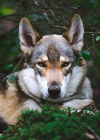 Wolf, muzzle, predator HD phone wallpaper