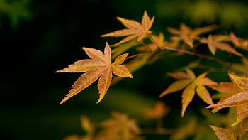 Plants, Leaves HD wallpaper