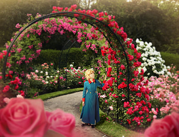The Rose Garden, rose, garden, girl, beautiful HD wallpaper