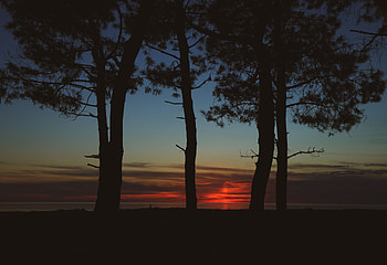 Trees, Sunset, Twilight, Dark, Dusk, Outlines HD wallpaper