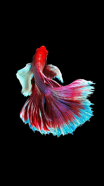 Cool fish , collection, Exquisite underwater beauty, Vibrant marine life HD phone wallpaper