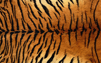 Texture, fur, black, skin, tiger, tigru, orange, pattern HD wallpaper
