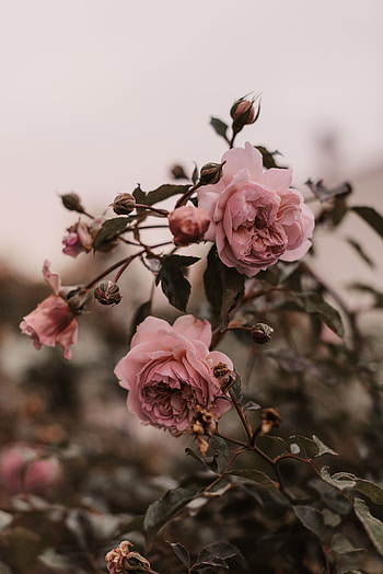 Flowers, Pink, Bush, Plant, Rose Flower, Rose HD phone wallpaper