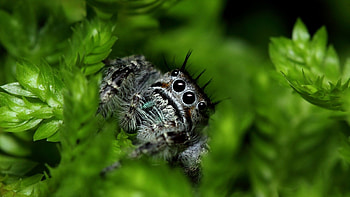 Spider, Spider eyes, , Visual fascination HD wallpaper