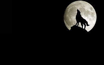 Animals, Wolfs, Moon HD wallpaper
