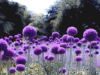 Flowers, Violet, Bloom, Flowering, Purple, Polyana, Glade, Onion HD wallpaper