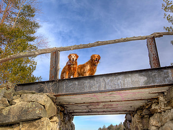 Animals, Dogs, Sky, Couple, Pair, Bridge HD wallpaper