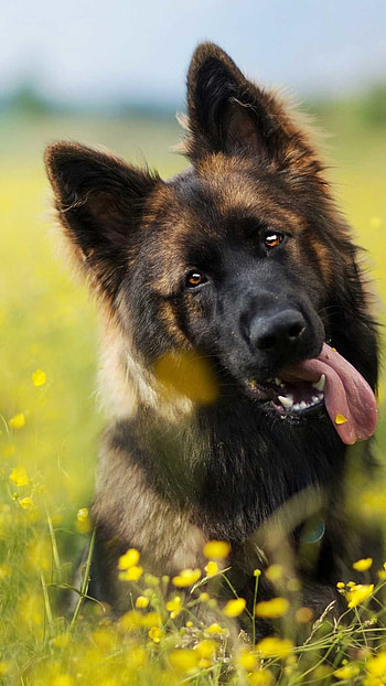 German Shepherd Dog, Beautiful, Nature HD phone wallpaper