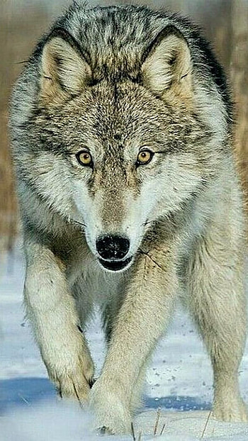 Wolf, Angry Wolf HD phone wallpaper