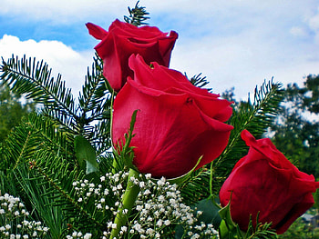 Flowers, Sky, Roses, Bouquet, Gypsophilus, Gipsophile, Needles HD wallpaper