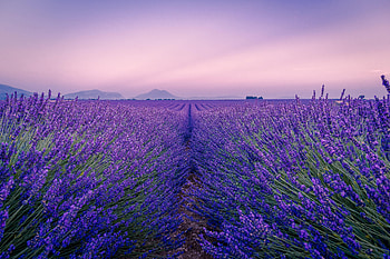 Flowers, Horizon, Bloom, Flowering, Field, Dahl, Distance, Lavender HD wallpaper
