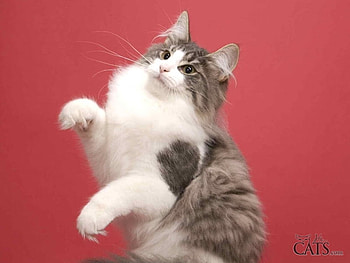 Dancing cat, sweet, animal, kitten, cat, feline HD wallpaper