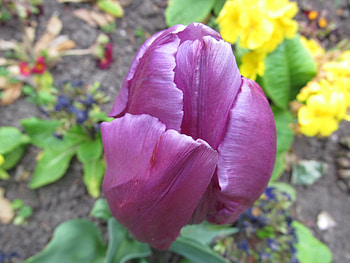 Tulip Head, Gardens, Tulips, Flowers, Floral, Blooms, Plants HD wallpaper