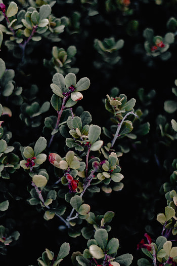 Leaves, Bush, Macro, Branches HD phone wallpaper