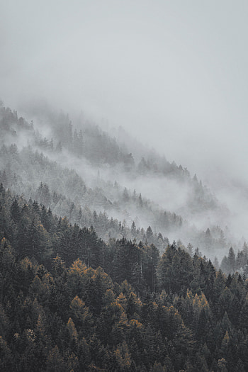 Landscape, Nature, Trees, Top, Forest, Fog, Tops HD phone wallpaper