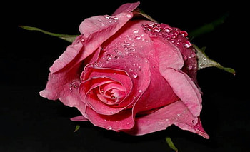 Single Pink Rose, Lovely, Flowers, Pink, Rose HD wallpaper