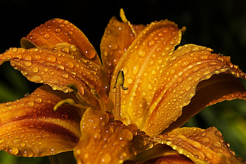 Drops, Flower, Macro, Bud, Lily HD wallpaper