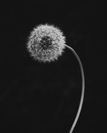 Flower, Macro, Bw, Chb, Dandelion, Fluff, Fuzz HD phone wallpaper