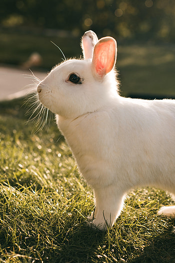 Animals, Profile, Rabbit, Hare HD phone wallpaper