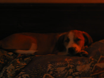 my love dog, dog, loving, bones, nice HD wallpaper