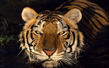 Animals, Water, Muzzle, Striped, Shadow, Tiger HD wallpaper