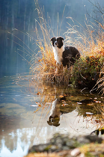Smartest sheepdog, Lovable Collie, Majestic herding skills, Devoted friend HD phone wallpaper