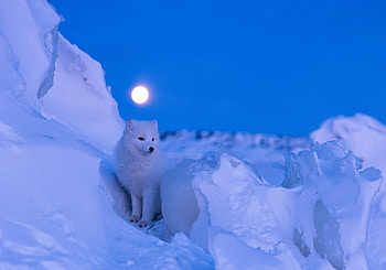 Arctic travels, Arctic fox, , Backgrounds HD wallpaper