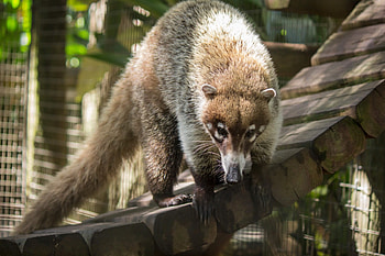 White nosed coati, Forest habitat, Mammals, Wildlife HD wallpaper