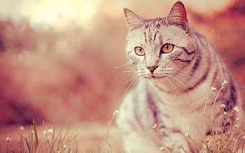 Animals, Cats HD wallpaper
